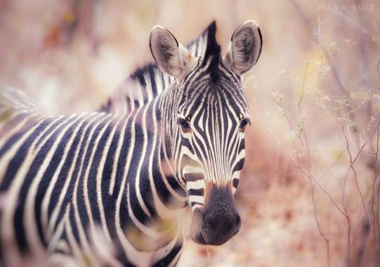 Mararuizasensio en Hamelin: Fauna  (Pretoria), #travelphotography #sudafrica #southafrica #sebatana #viajes #africa #safari #cebra #zebra #retrato 