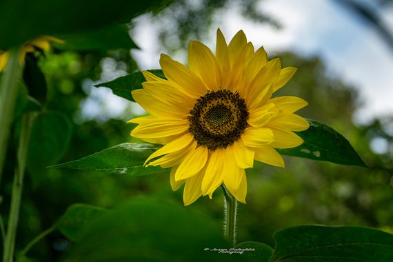 Josep.gabalda en Hamelin: Flora  (Barcelona), Helianthus annuus, #apfb