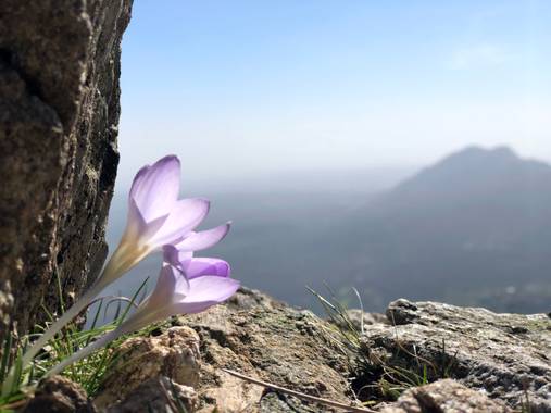 Geles2020 en Hamelin: Flora  (San Lorenzo de El Escorial), Azafrán Serrano en la Sierra de Guadarrama, Madrid. Camino del Pico Abantos. Nace con los primer...