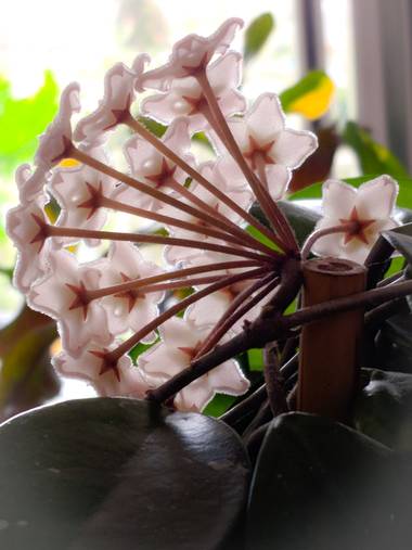 Raquelitacaceres1969 en Hamelin: Flora  (Madrid), Hoya carnosa, Este lado es hermoso tambien#flora21❤️❤️💞