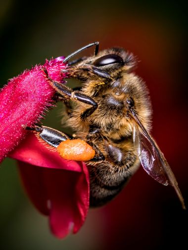 Pablosdoc en Hamelin: Fauna  (el Pont de Vilomara i Rocafort), #hamelin #macro #nature #naturaleza #fauna #insectos #abejas 