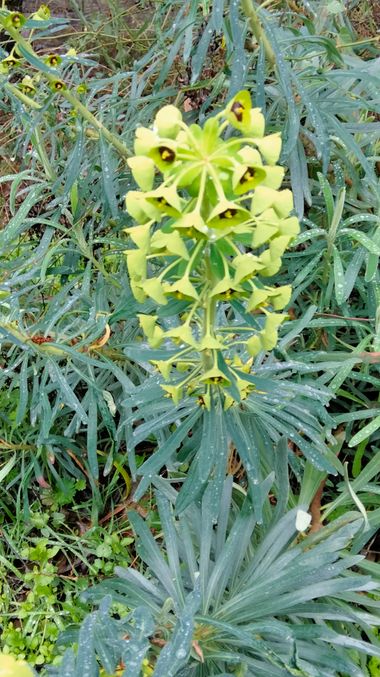 Solerantonio2 en Hamelin: Flora  (Láujar de Andarax), Euphorbia characias, Planta