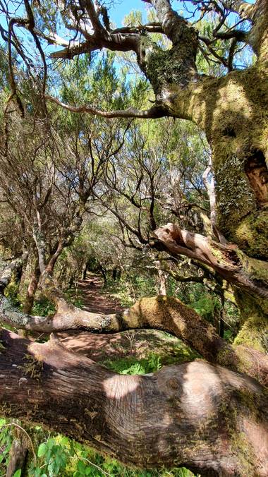 Melchique en Hamelin: Paisaje  (Santiago del Teide), Una ruta en un cuento de bosque.  
Esta foto ha realizado en un sendero en las cumbres de bolico desde...
