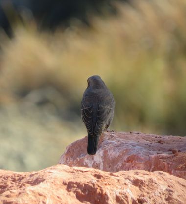 Solerantonio2 en Hamelin: Fauna  (Almería), Monticola solitarius (Linnaeus, 1758), Roquero solitario