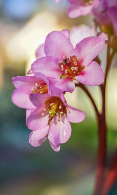 rqsalcedo en Hamelin: Flora  (Madrid), Bergenia crassifolia, #flores 