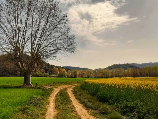Manelsersol en Hamelin: Paisaje  (Les Preses), Los campos de colza de la Garrotxa.hoy.
#paisajesnaturales #Paisajes #Nature #Naturaleza #Flores 