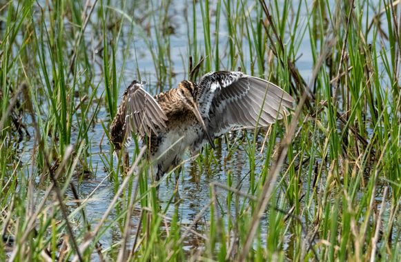 Hugofmartinez en Hamelin: Fauna  (Baix Llobregat), Gallinago gallinago (Linnaeus, 1758), #aves #avesdeespaña #deltadelllobregat 
