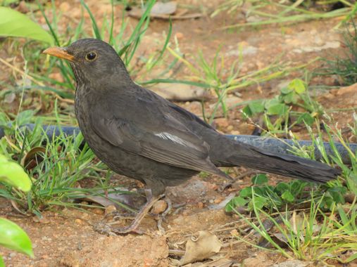 Solerantonio2 en Hamelin: Fauna  (Almería), Turdus merula Linnaeus, 1758, Ave