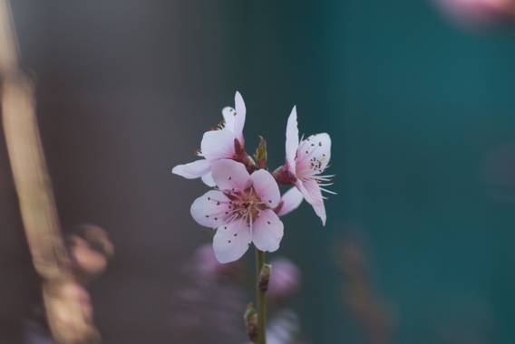 Jldiazcg en Hamelin: Flora  (Sigüenza), Prunus persica, #Flora21