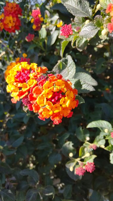 Solerantonio2 en Hamelin: Flora  (Almería), Lantana camara, Planta