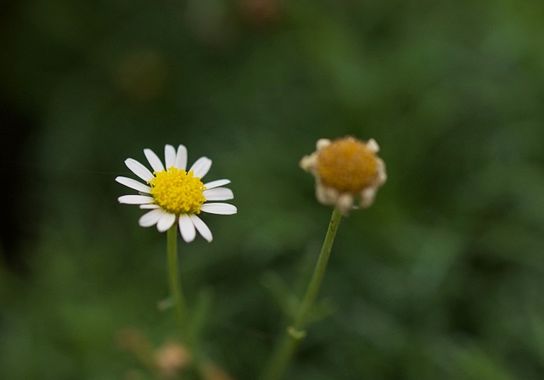 Juanatlantida82 en Hamelin: Flora  (Puerto de la Cruz), Flores 
