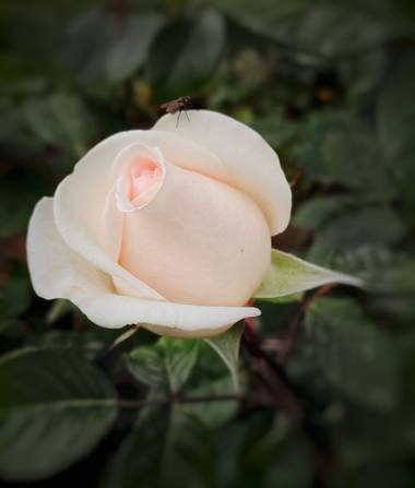 Lys Du Mort Photography en Hamelin: Flora  (Barcelona), Parque de Cervantes 
#rosas #flora21 