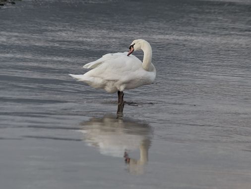 teresazarauza en Hamelin: Fauna  (Vilaboa), Cygnus olor (J.F.Gmelin, 1789), #aves #cisnes #salinas 