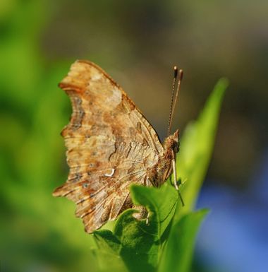 rqsalcedo en Hamelin: Fauna  (Santa María de la Alameda), Polygonia c-album (Linnaeus, 1758), #mariposa 