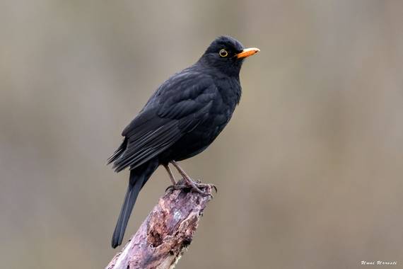 Unai Urresti en Hamelin: Fauna  (Bermeo), Turdus merula Linnaeus, 1758, Mirlo.

#aves21 #mirlo  #fauna