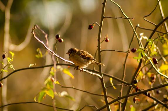 Martanino91 en Hamelin: Fauna, Passer domesticus (Linnaeus, 1758)