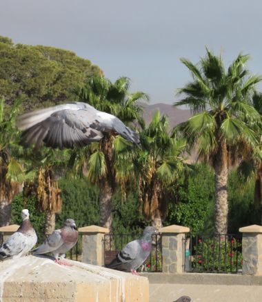 Solerantonio2 en Hamelin: Fauna  (Almería), Aves