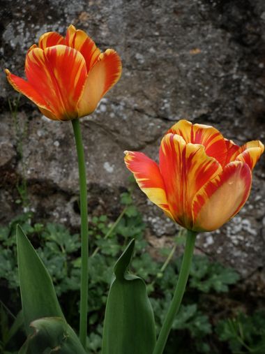 mariale en Hamelin: Flora, 📸 #marialemdza
#primavera2022 #spring2022 #tulipanes #tulipan #flores #flowers #flower #flor #ProvinciaDeLeón #Babia #ComarcaD...