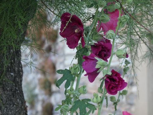 mariale en Hamelin: Flora, Alcea rosea, 📸 #marialemdza  
viernes, 22/07/2022 🌿 
#flores #floressilvestres #flowers 
#Naturaleza #BellezaNatural   #Babia...