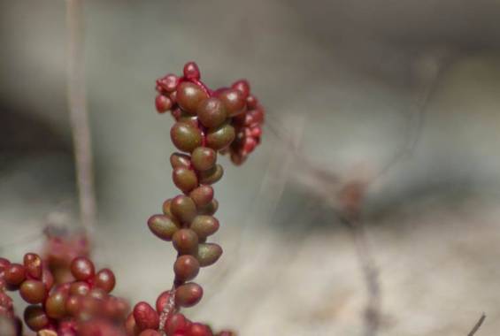 Jldiazcg en Hamelin: Flora  (Sigüenza), Decorando de rojo las rocas aparece el sedum rubrotinctum #flora21  