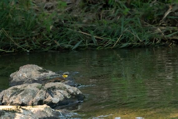 Peremateo en Hamelin: Fauna, #aves