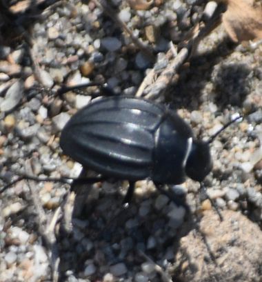 Solerantonio2 en Hamelin: Fauna  (El Pocico), Insecto