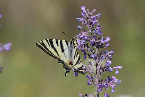Oriaverde en Hamelin: Fauna  (Oria), #oriaverde #orianature #naturaleza #biodiversidad #insectos #mariposa #nature #naturelovers #naturephotography #faunad...
