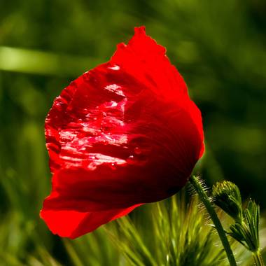 Mistela17 en Hamelin: Flora, Papaver rhoeas, #flora21 