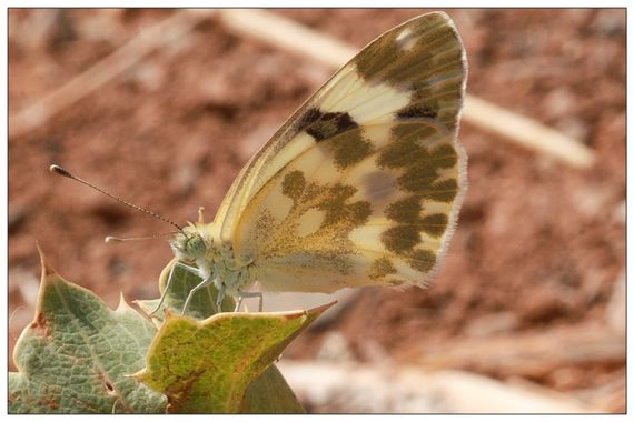 barbanegra707 en Hamelin: Fauna  (Torre de Miguel Sesmero), Pontia daplidice (Linnaeus, 1758), #blanquiverdosa 