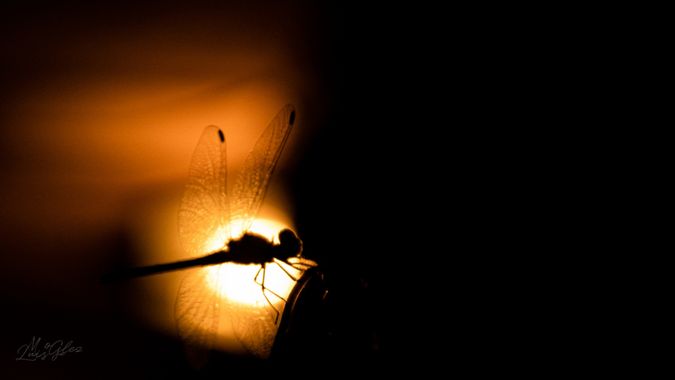 Luis Miguel González en Hamelin: Fauna, #macro 