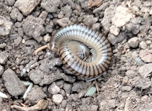 Solerantonio2 en Hamelin: Fauna  (Níjar), Insecto