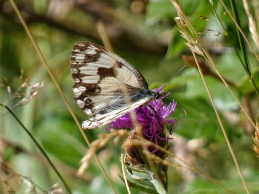 mariale en Hamelin: Fauna, 📸 #marialemdza
🦋💓🦋
#BellezaNatural  #macro #macroflowers #naturaleza #macrophotography  #mariposa #buterfly  #mariposas #bu...