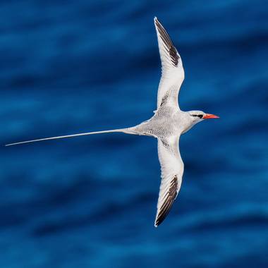 jable_air_lanzarote en Hamelin: Fauna  (La Oliva), Phaethon aethereus Linnaeus, 1758, #fauna #birds #birdingspain #avesdeespaña #atlantico #oceanoatlantico...