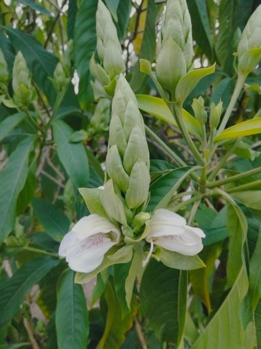 Solerantonio2 en Hamelin: Flora  (Almería), Justicia adhatoda, Planta