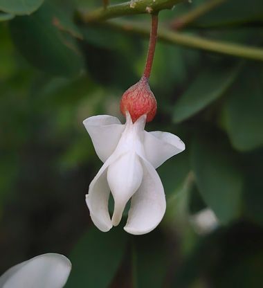 Mpinfante en Hamelin: Flora 