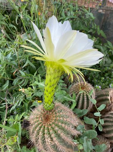 Zetadeuve en Hamelin: Flora  (San Cristóbal de La Laguna), #flora21