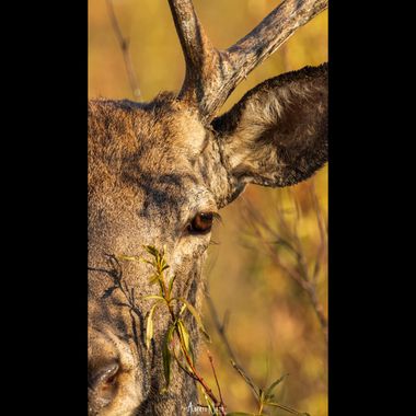 albertonieto.nature en Hamelin: Fauna  (Serradilla), Cervus elaphus Linnaeus, 1758, Puntos fuertes #ciervo #berrea #deer #bosque #mamiferos 