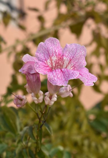 Solerantonio2 en Hamelin: Flora  (Almería), Podranea ricasoliana, Planta