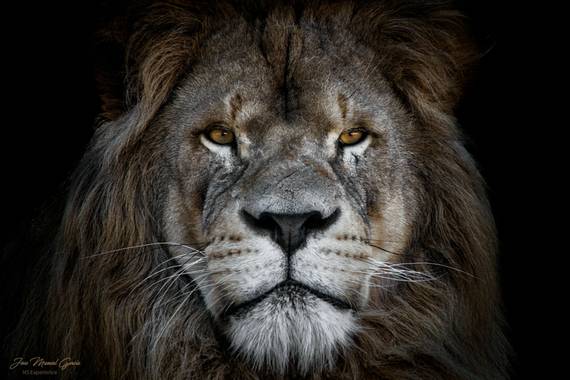 Jose.M.Garcia en Hamelin: Fauna  (Sigean), Panthera leo (Linnaeus, 1758), Leon