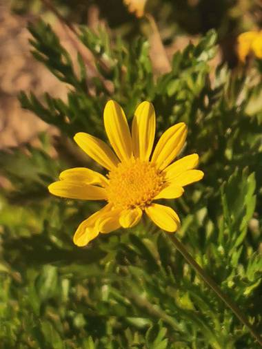 Dinuflorenta006 en Hamelin: Flora  (Calp), #flora21 #amarillo @amaryya #verde #calpe #alicante