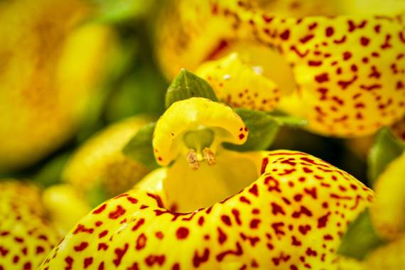 Nurcalalb en Hamelin: Flora, Ya va oliendo a primavera #flor #calceolaria