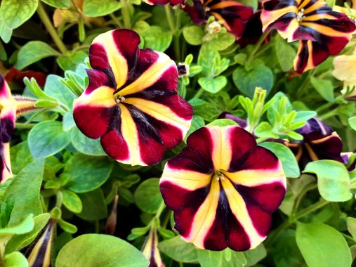Naomi en Hamelin: Flora  (Estepona), Petunia x hybrida, #flores 