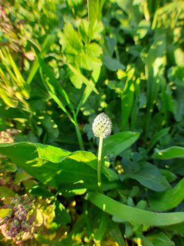 KDias en Hamelin: Flora, Plantago lagopus, ❤