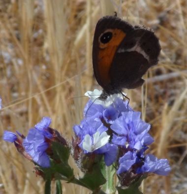 Solerantonio2 en Hamelin: Fauna  (Almería), Insecto