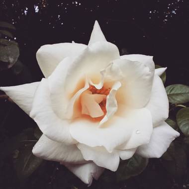 julietapasquato en Hamelin: Flora, Rosa chinensis