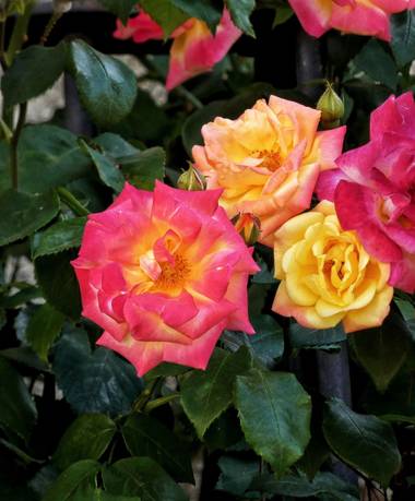 mariale en Hamelin: Flora, 📸 #marialemdza 
#rosas #BellezaNatural #rosa 
Provincia de Zamora, primavera 2021.
