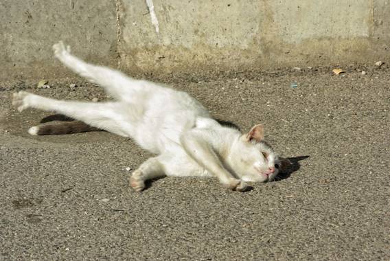 Caferhin en Hamelin: Fauna  (Santa Pola), #cosadegatos #catlovers

Desperezandose al sol!