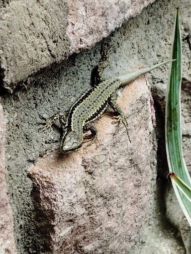 Solerantonio2 en Hamelin: Fauna  (Montejurra), Reptil
