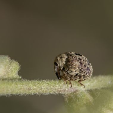Ignicapillus en Hamelin: Fauna  (Pla de l'Estany), Primeros de junio 2023; una salida macrera al entorno del lago de Banyoles (Girona) dio buenos resultado...