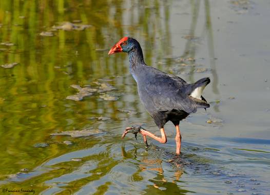 Ffernandez1999 en Hamelin: Fauna  (Viladecans), Porphyrio porphyrio (Linnaeus, 1758), #aves21 